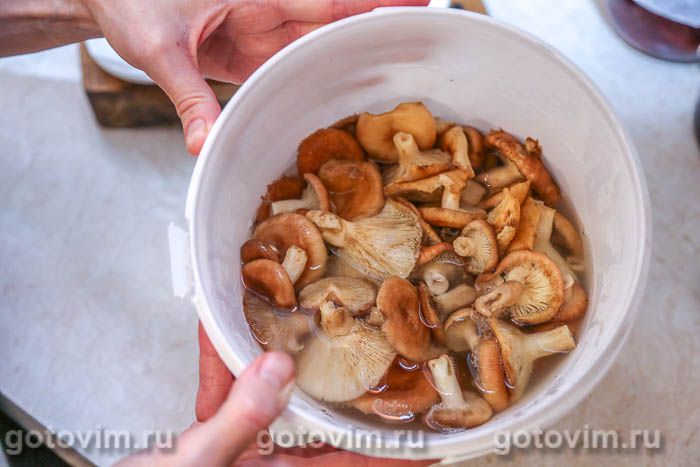 Горячий, холодный, быстрый. Три способа засолить волнушки