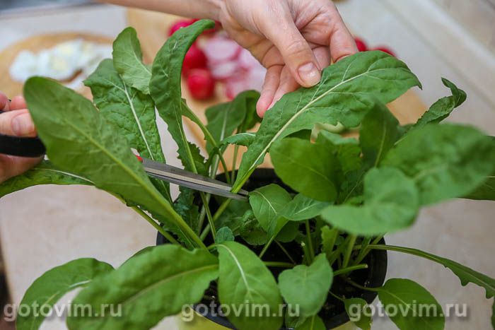 Салат из рукколы с огурцом, редисом и маслом - калорийность, состав, описание - кузнец-вулкан.рф